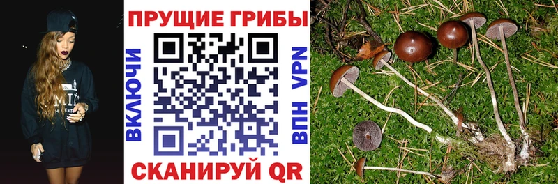 Галлюциногенные грибы ЛСД Черемхово